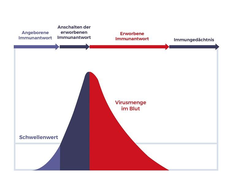 FMF Ablauf Immunantwort Grafik