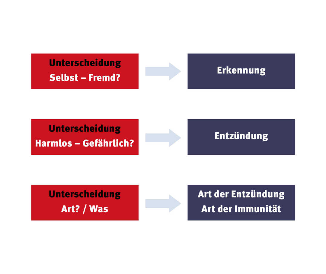 FMF Aufgaben des Immunsystems Grafik